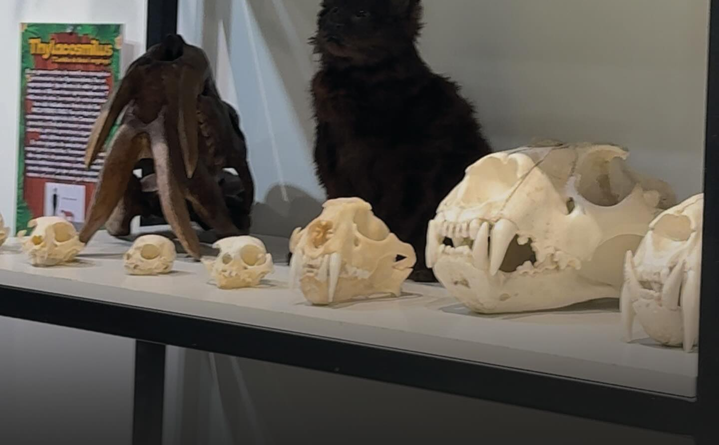 Selvaland, un mundo por descubrir